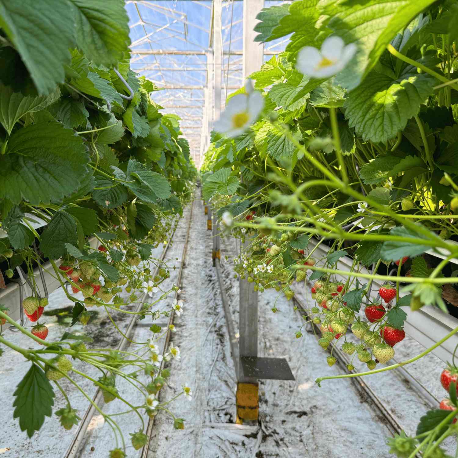 Bijenkasten voor natuurlijke bestuiving in de glastuinbouw van Bestuiving Brabant