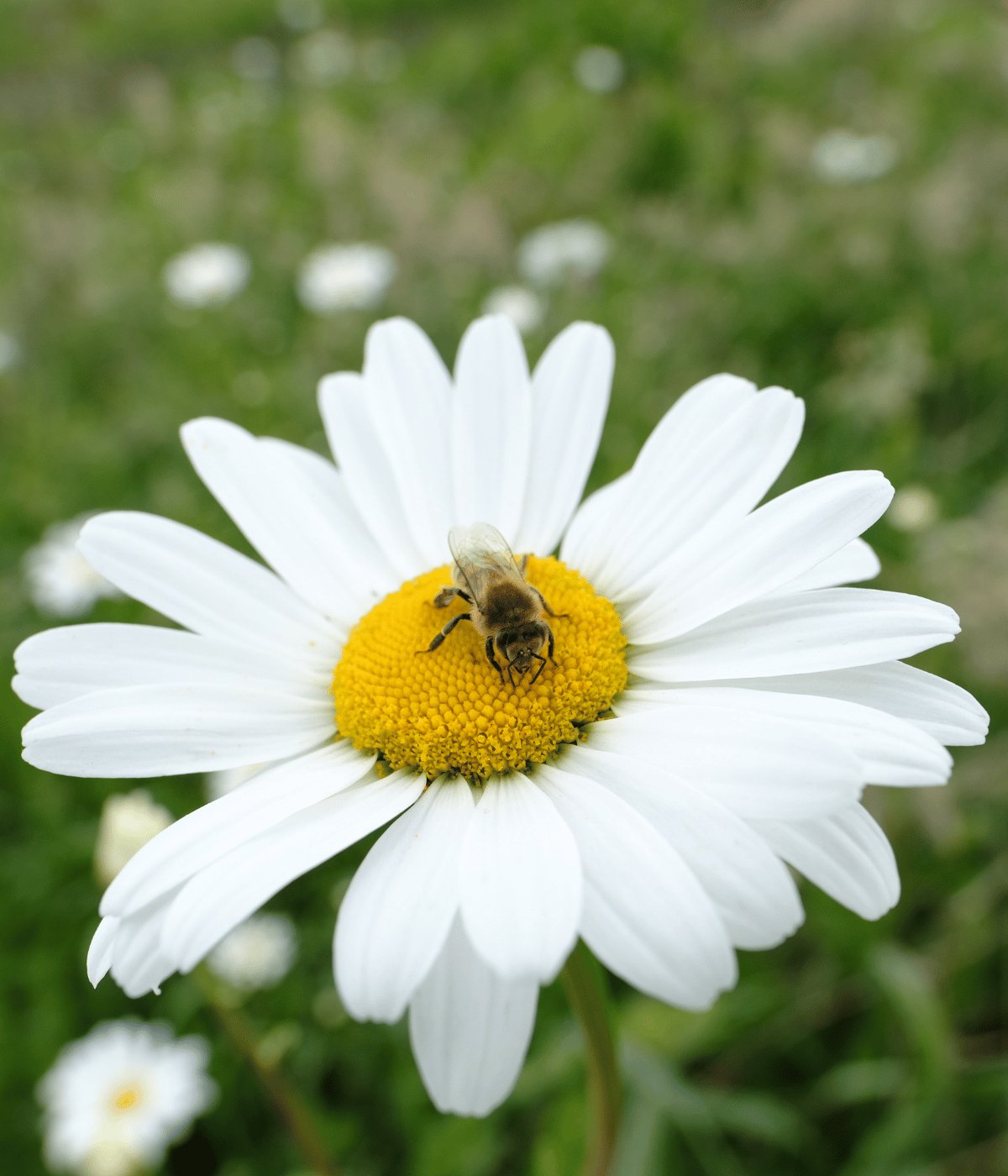 Bij op Bloem Honing Brabant