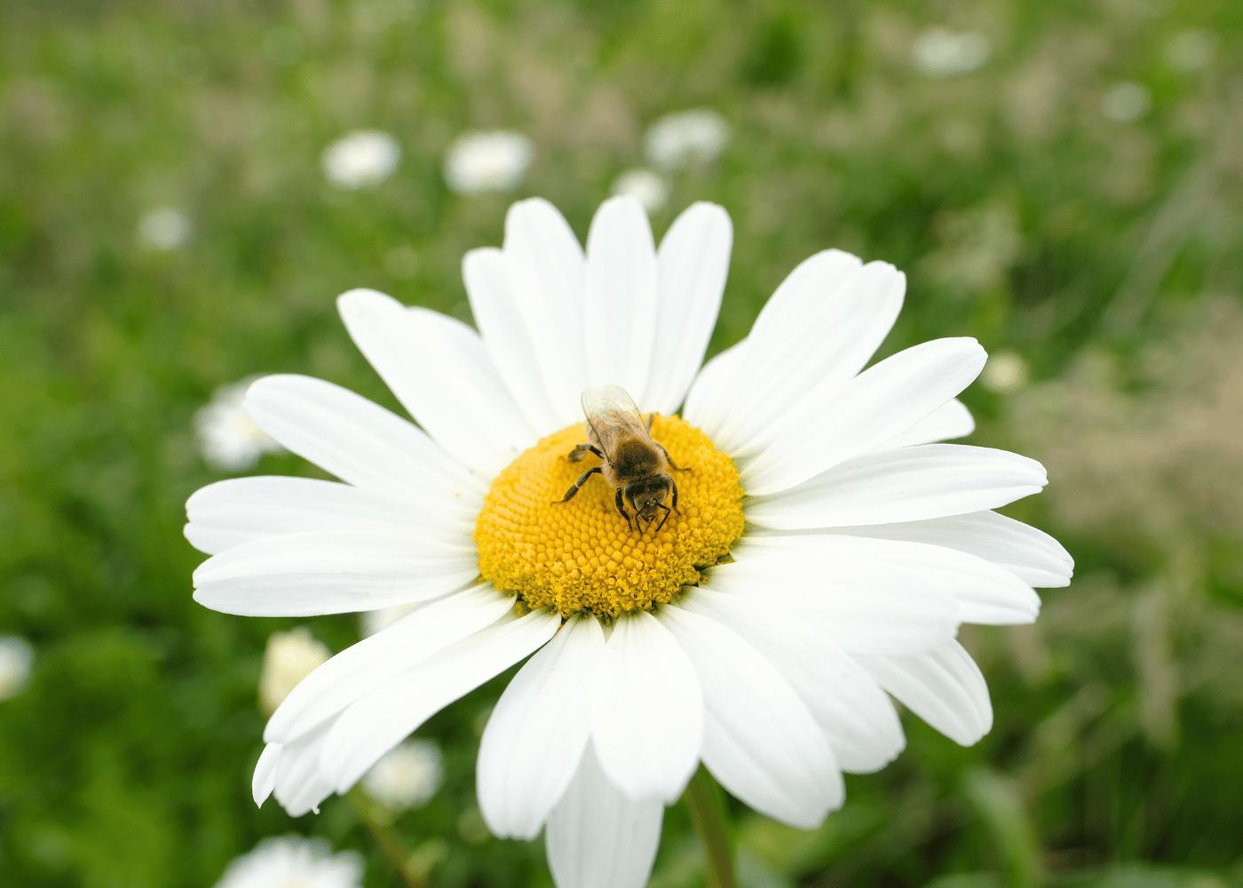 Bij op bloem van Bestuiving Brabant