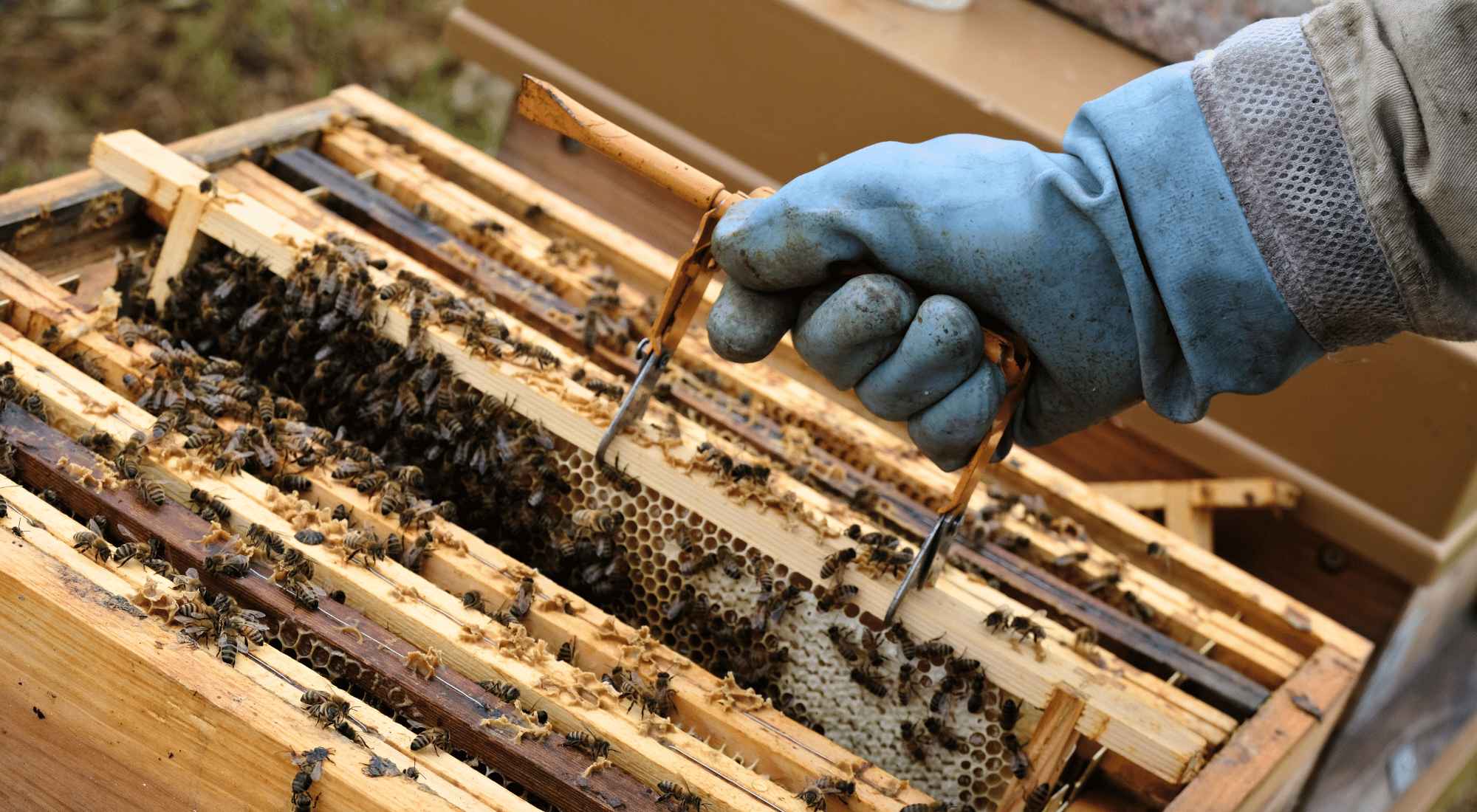 Bijen op Honingraat van Bestuiving Brabant