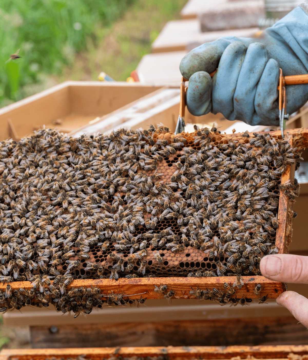 Bijen op een Honingraat van Honing Brabant