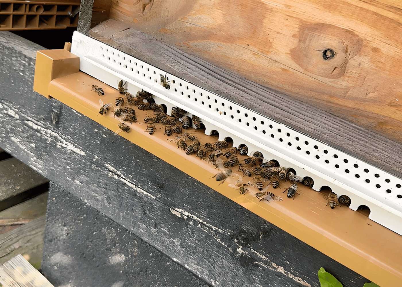 Bijen op bijenkast van Bestuiving Brabant