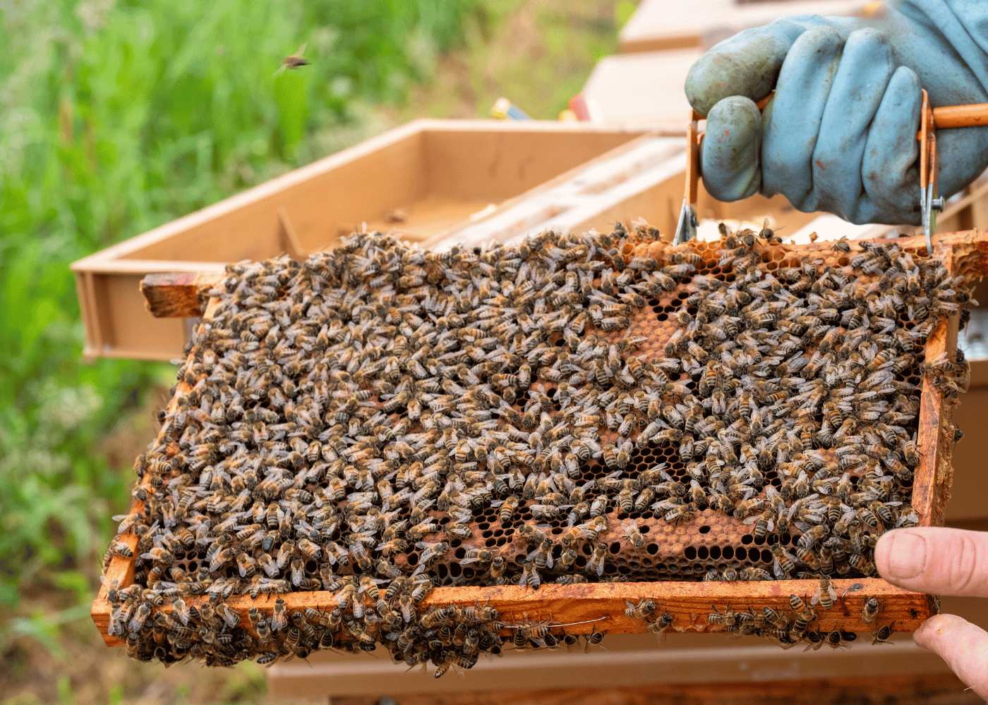 Veel bijen op honingraat van Bestuiving Brabant