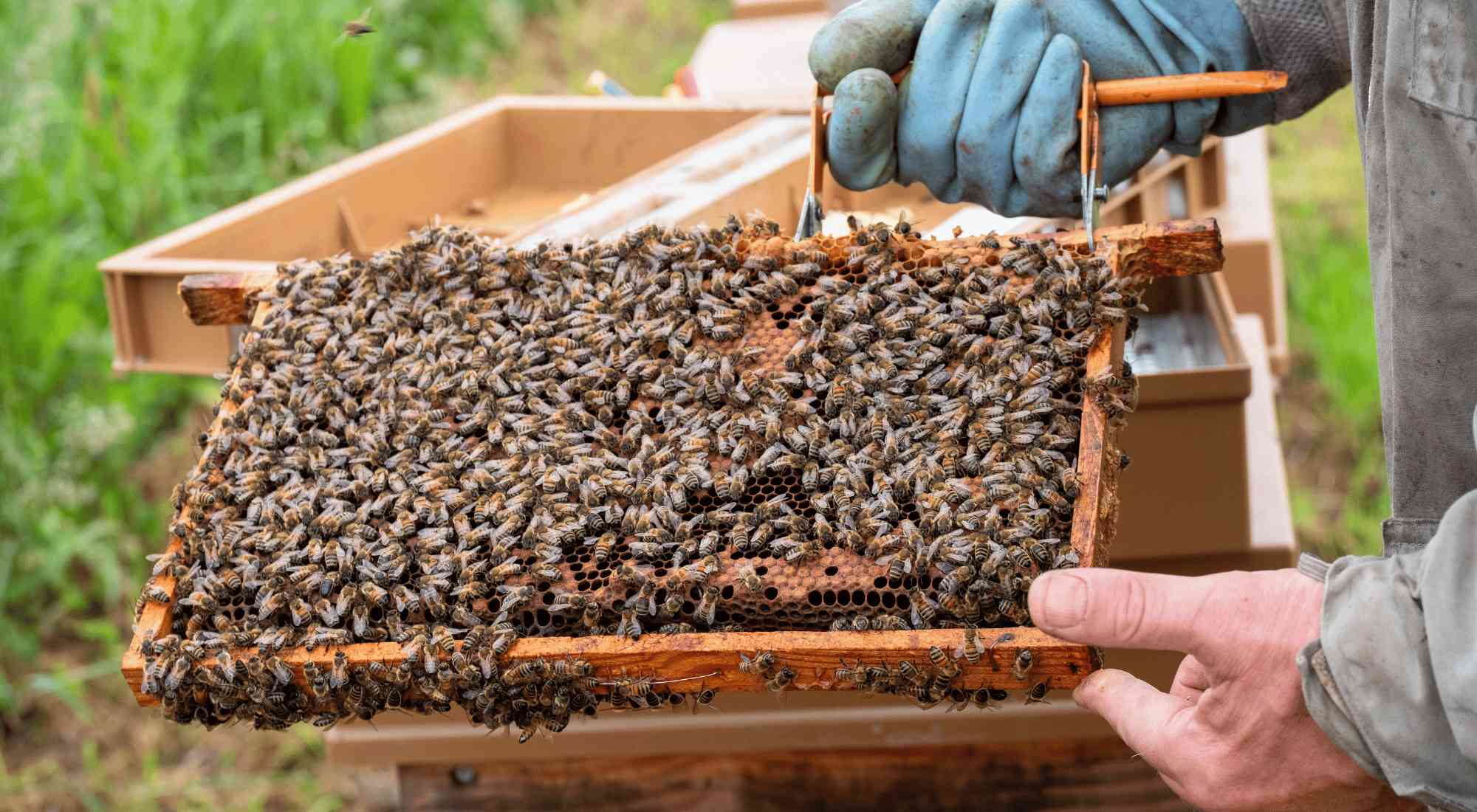 Bijen op een Honingraat van Honing Brabant