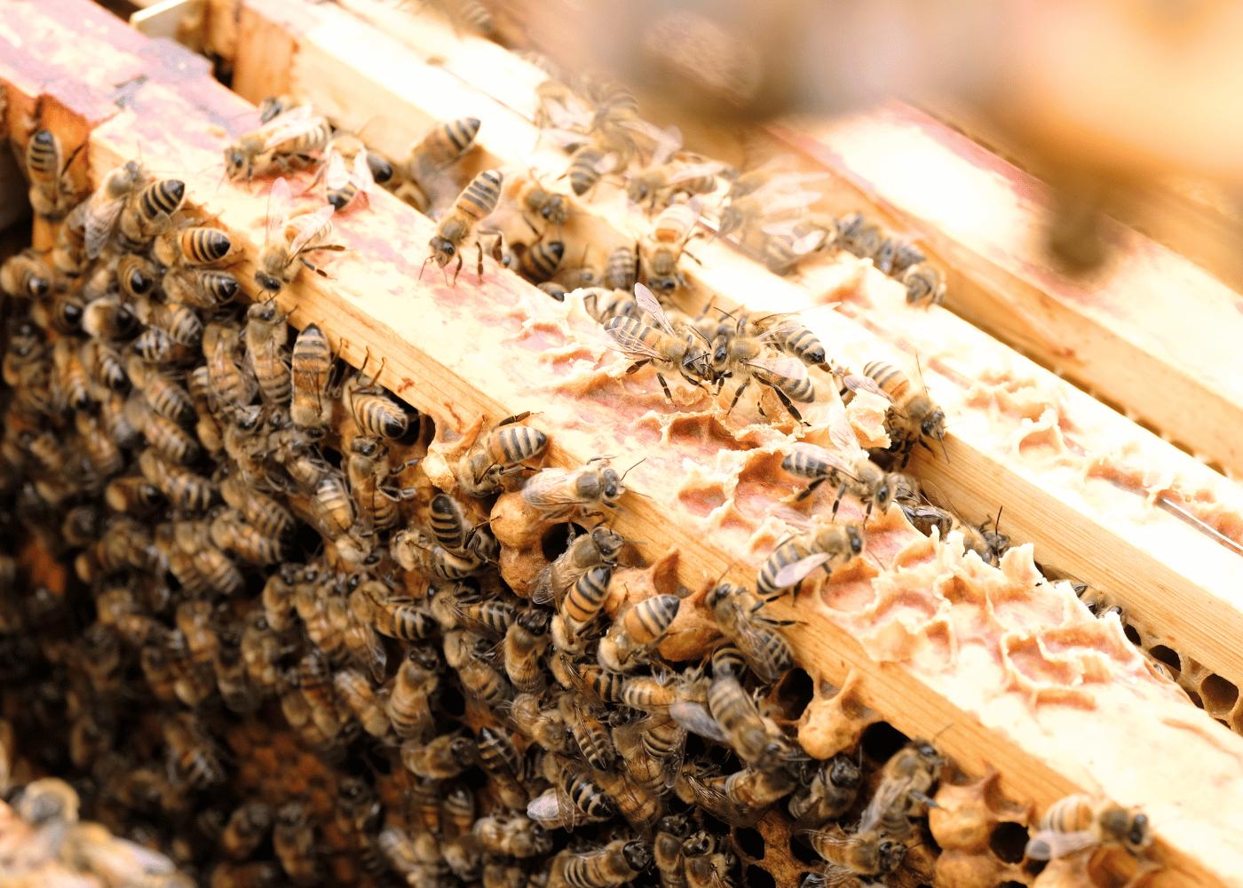 Bijendans bijenweetje van Bestuiving Brabant