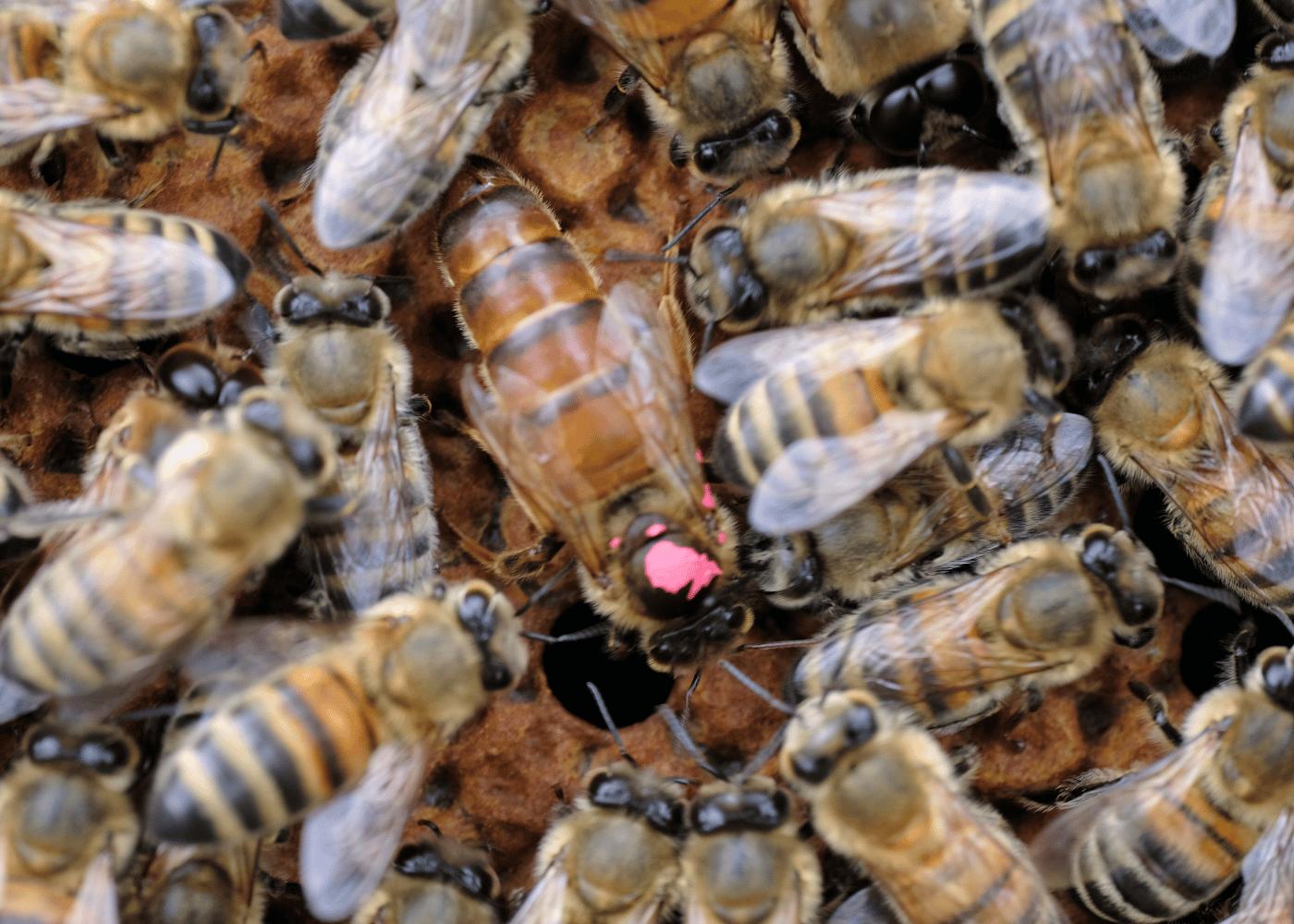 Bijenkoningin bij veel bijen op honingraat van Bestuiving Brabant