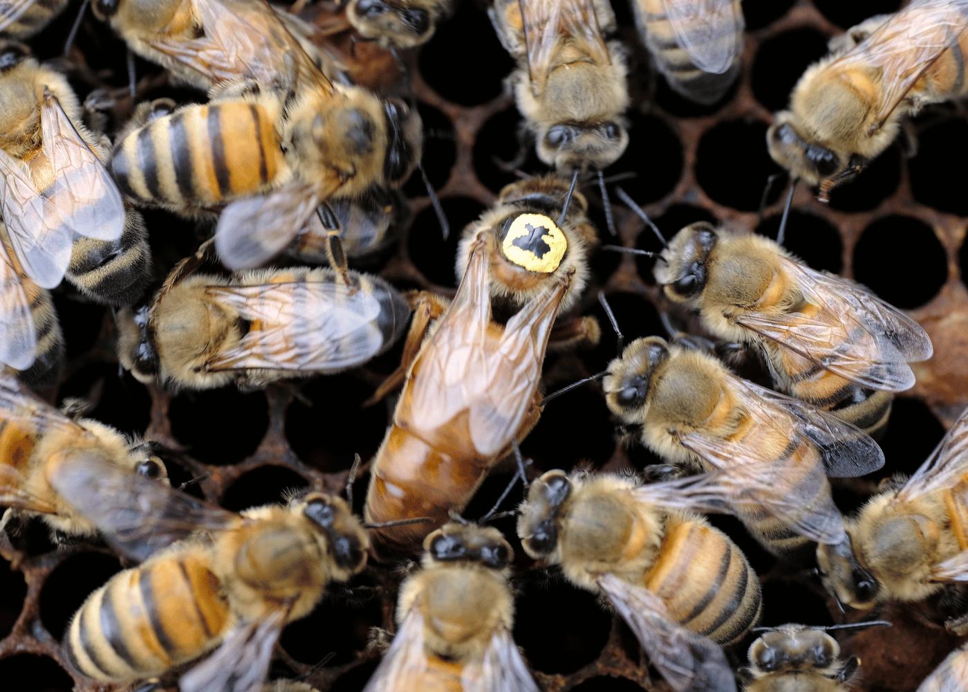 Bijenkoningin bijenweetje Bestuiving Brabant