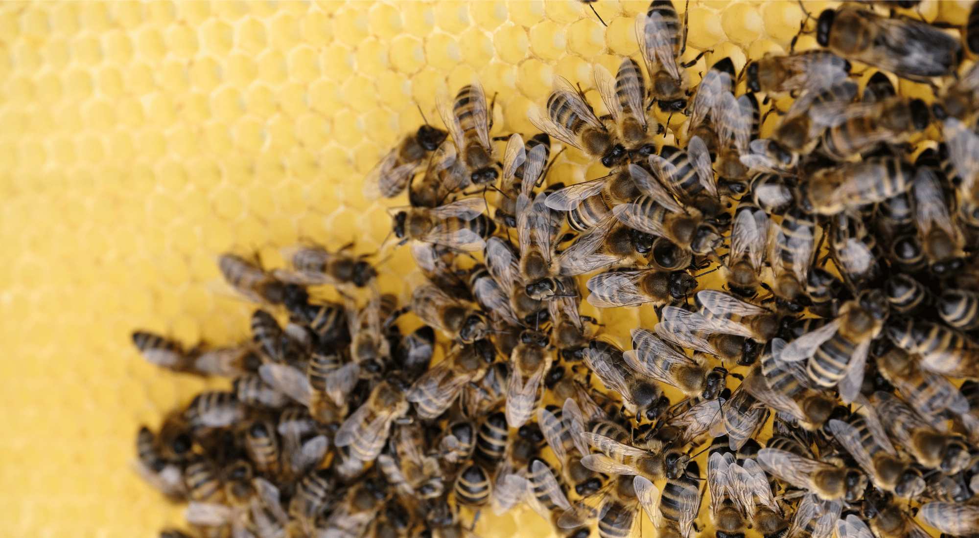 Bijenvolk op Honingraat van Bestuiving brabant