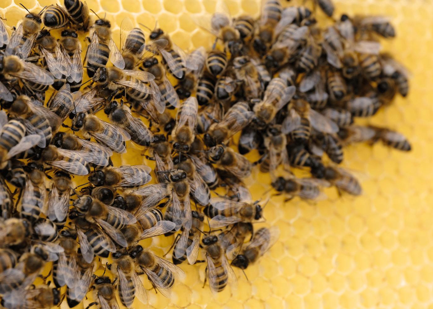 Bijenweetje vijf ogen van Bestuiving Brabant