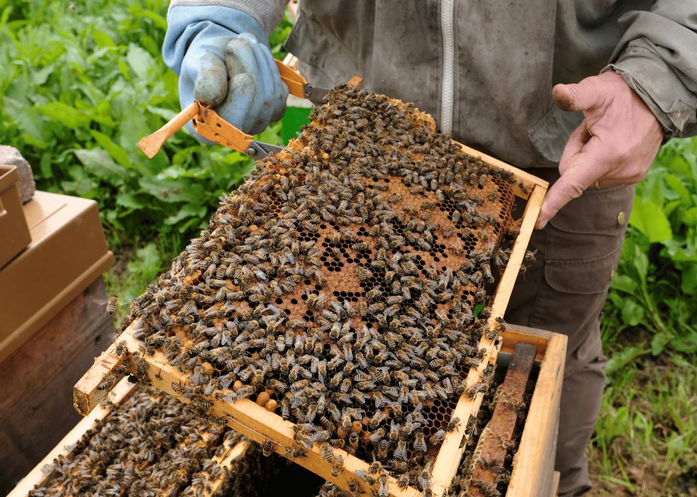 Honingbijen op Honingraat van Bestuiving Brabant