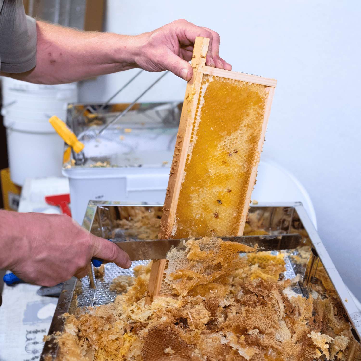 Honingraat snijden voor het slingeren van Honing Brabant