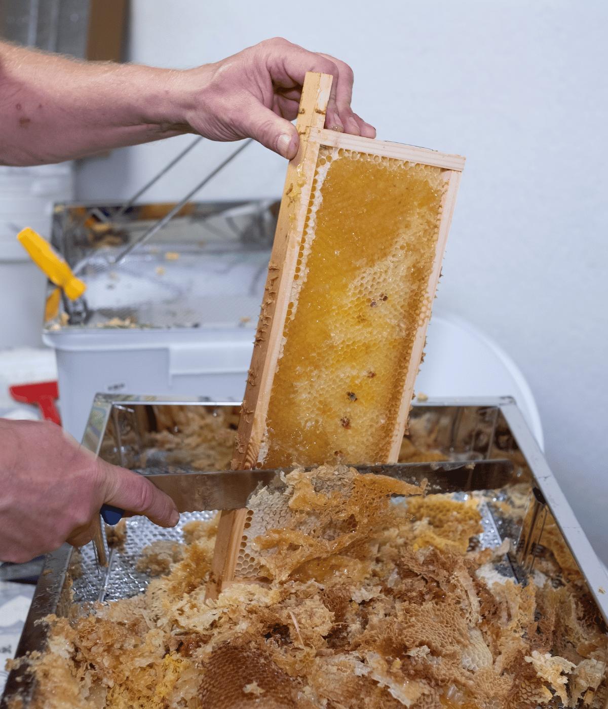 Snijden van in een Honingraat van Honing Brabant