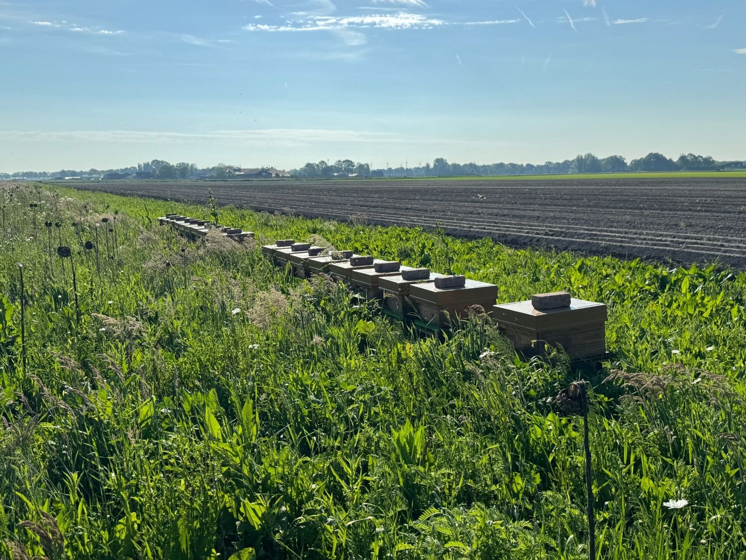 Wat zijn de beste planten en bloemen voor bijen?