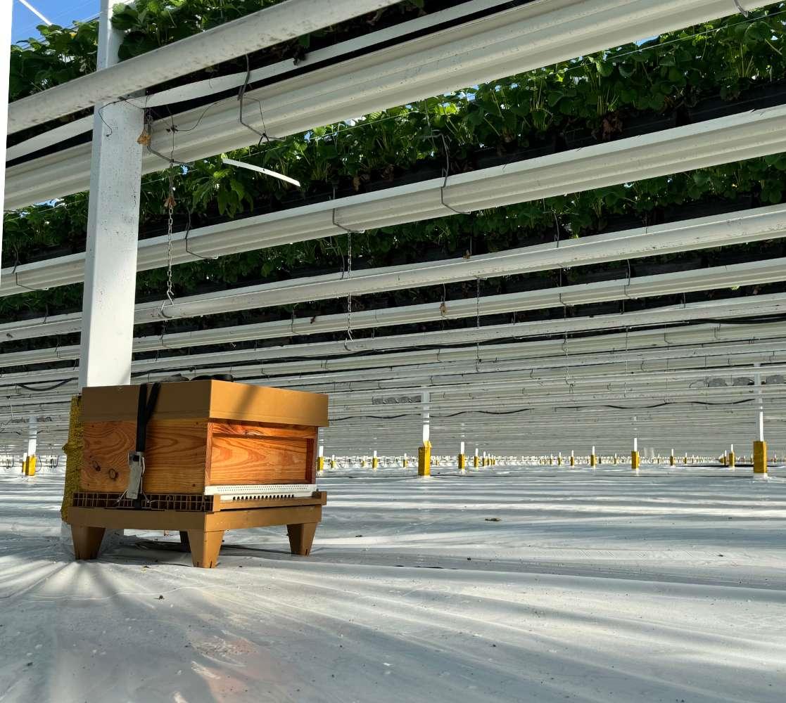 Bijenkasten voor natuurlijke bestuiving in de glastuinbouw van Bestuiving Brabant