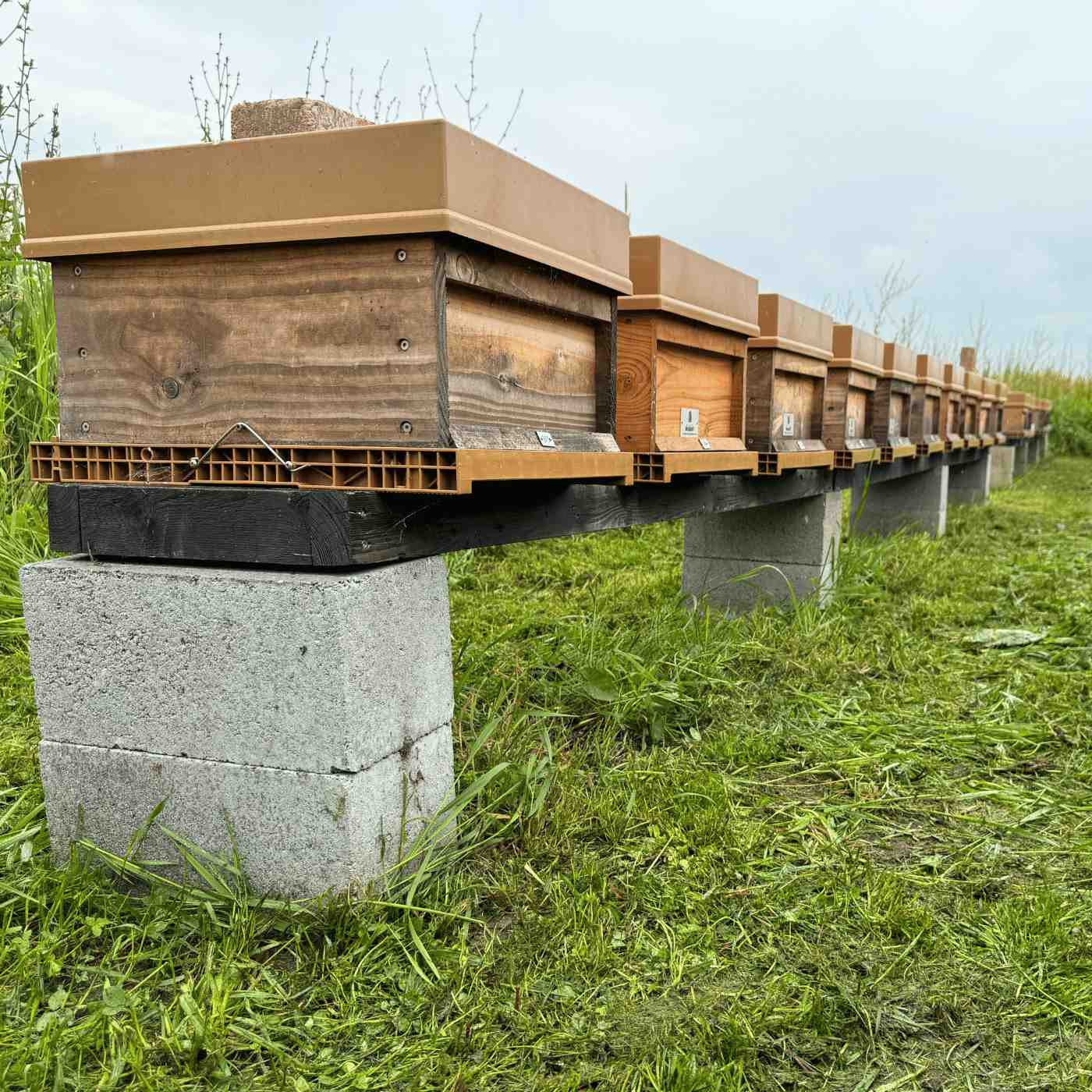 Bijenkasten van Bestuiving Brabant in Hooge Zwaluwe voor natuurlijke gewasbestuiving