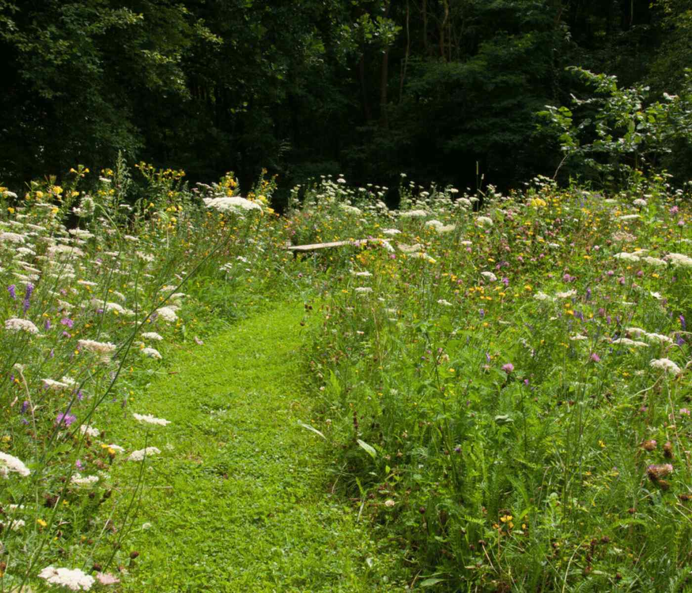 Bloemenveld in Wagenberg bij bijenkasten van Honing Brabant