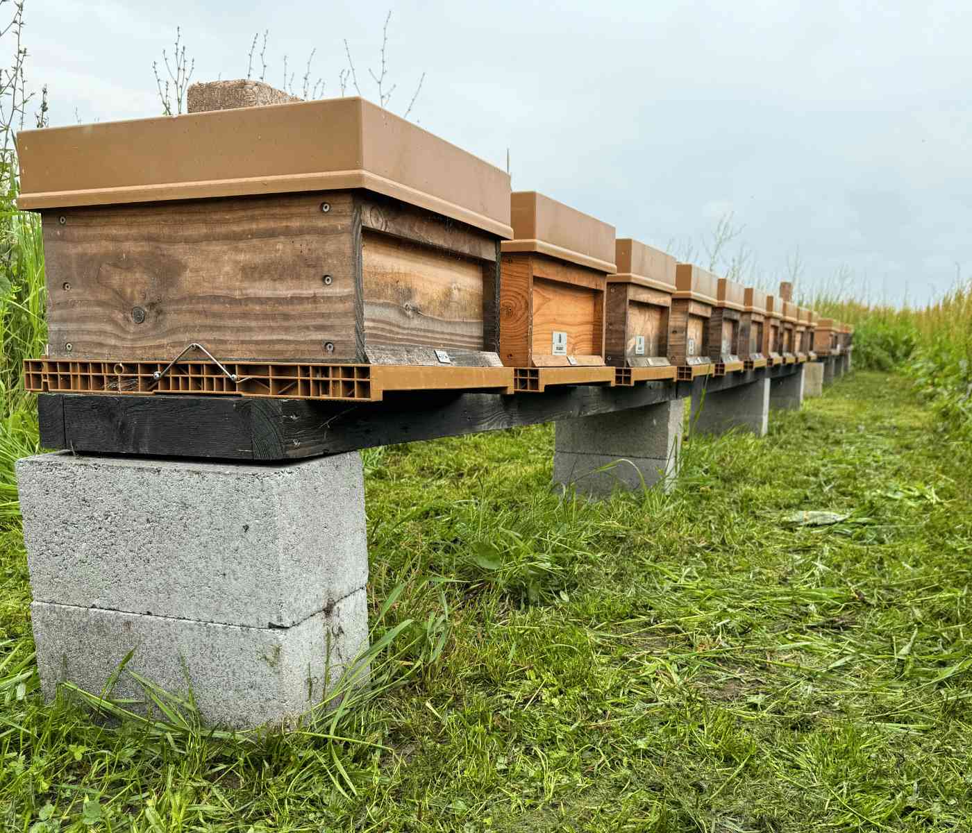 Honingkasten in Hooge Zwaluwe van Honing Brabant
