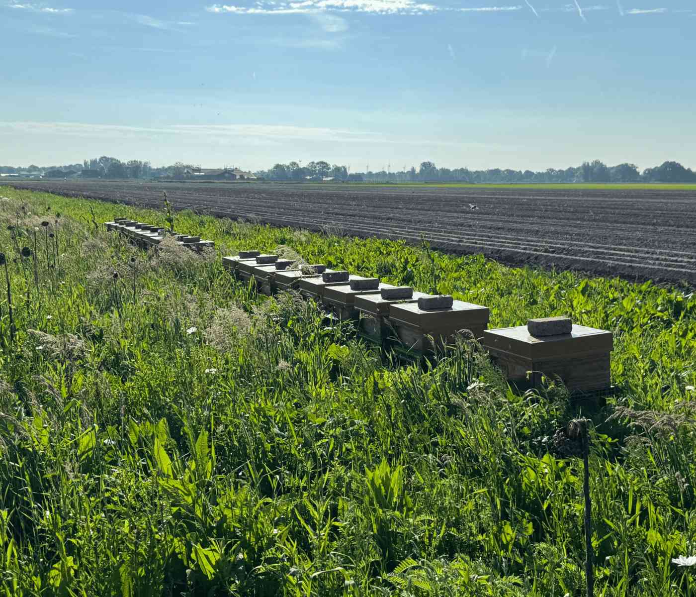 Honingkasten in Hooge Zwaluwe van Honing Brabant